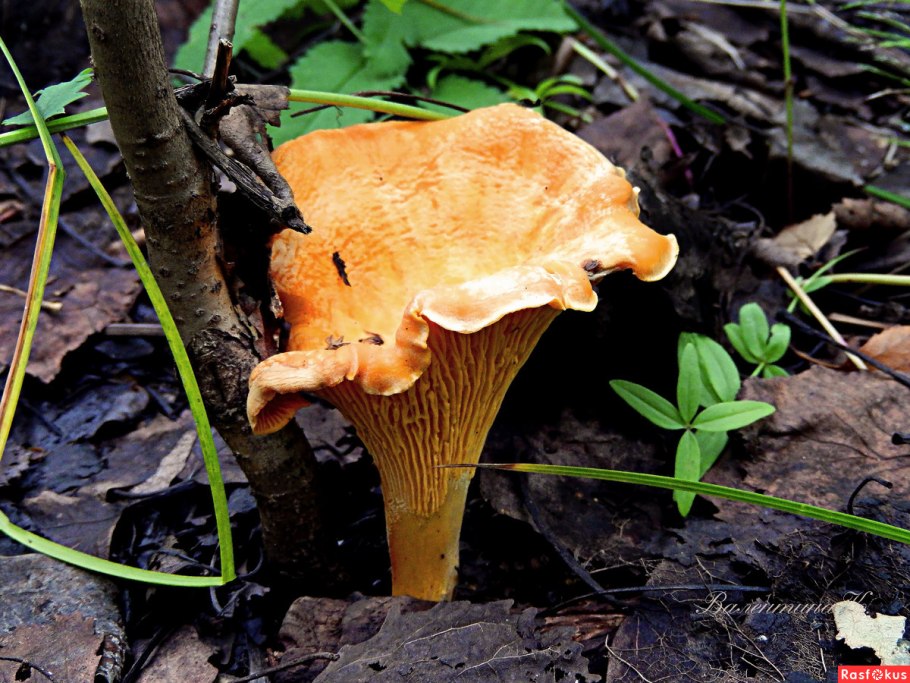 Лисичка обыкновенная (Cantharellus cibarius)