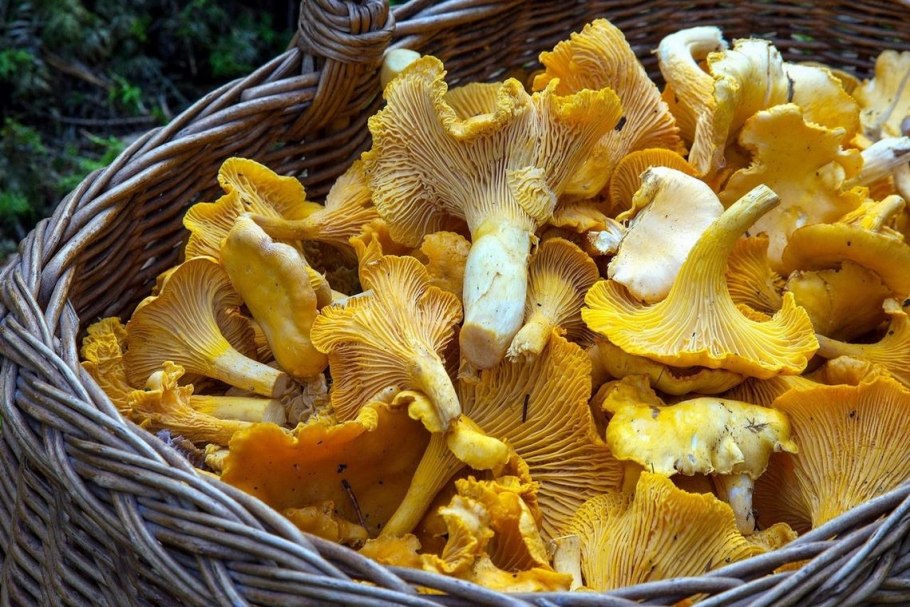 Лисичка бархатистая гриб