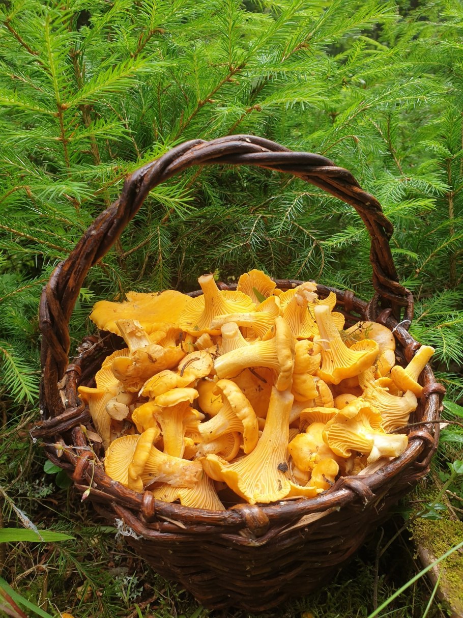 Лисички грибы фон