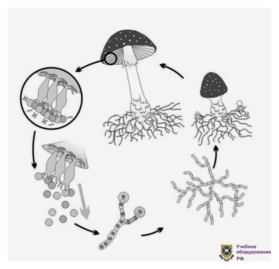 Жизненный цикл шляпочного гриба