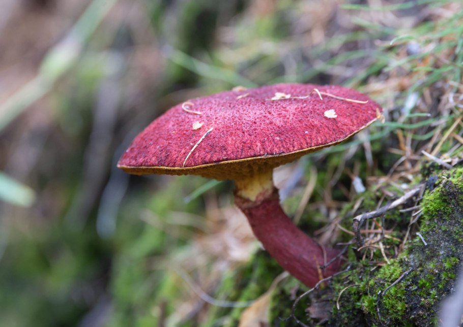 Xerocomus rubellus