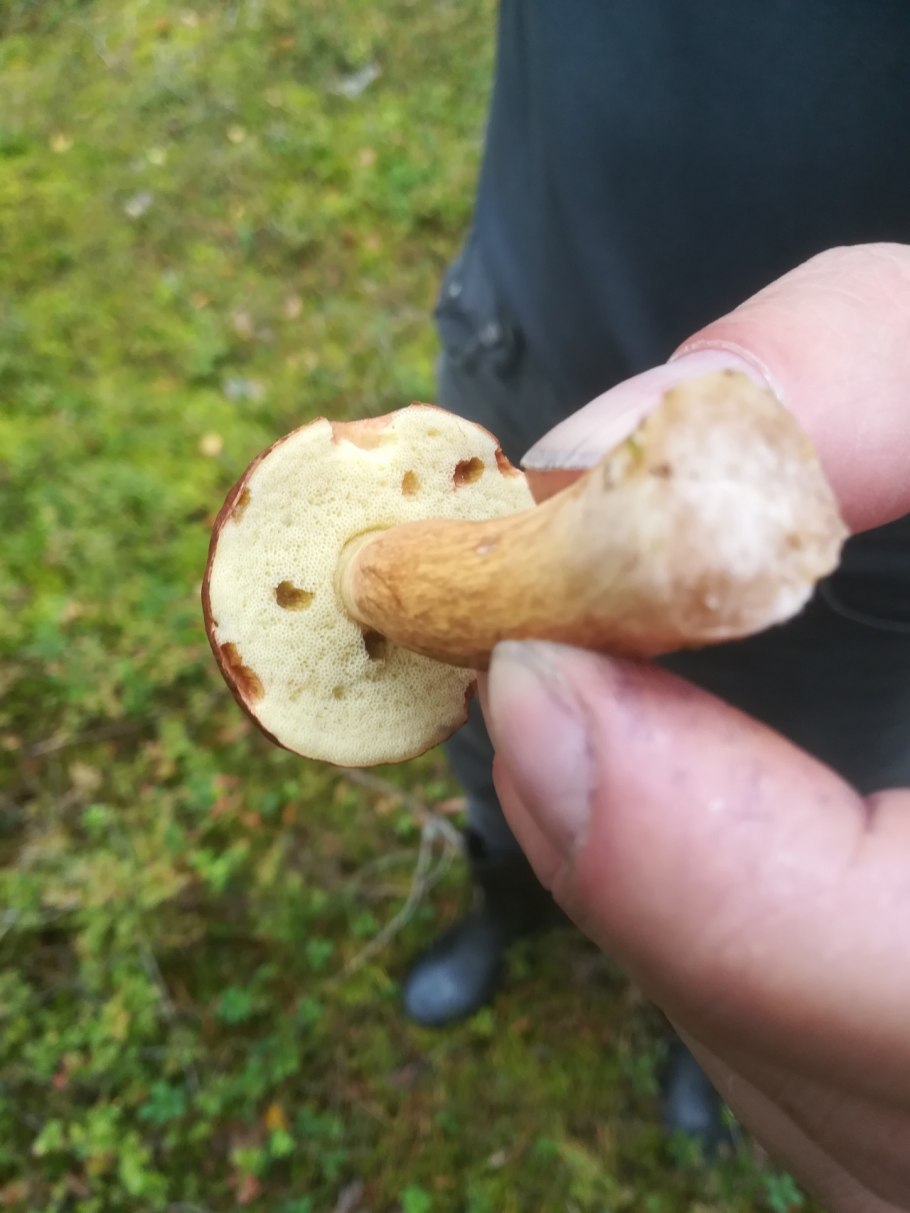 Гриб по фото