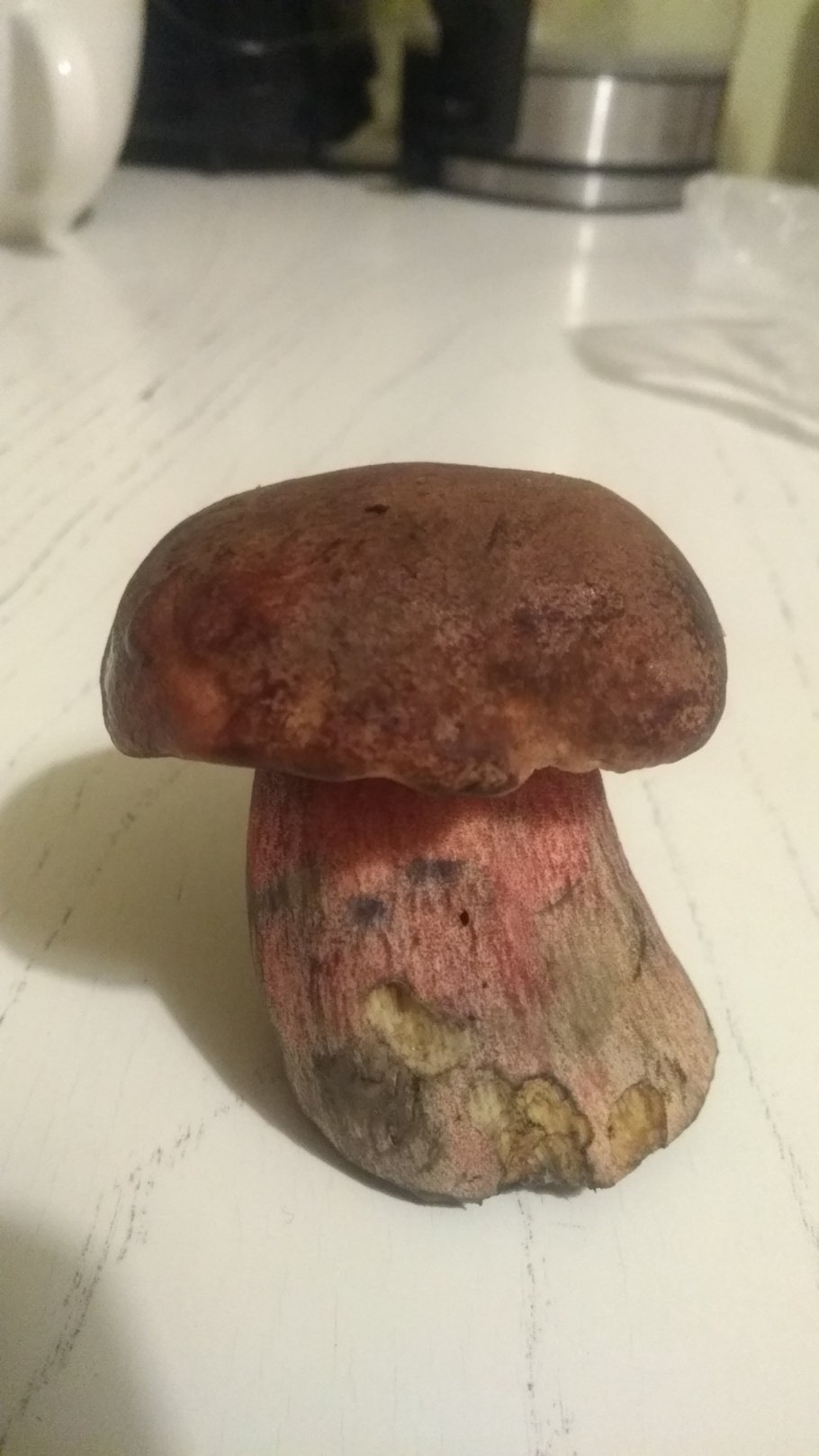 Гиропорус синеющий (Gyroporus cyanescens)