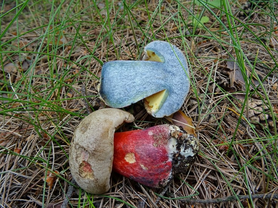 Моховик Боровой