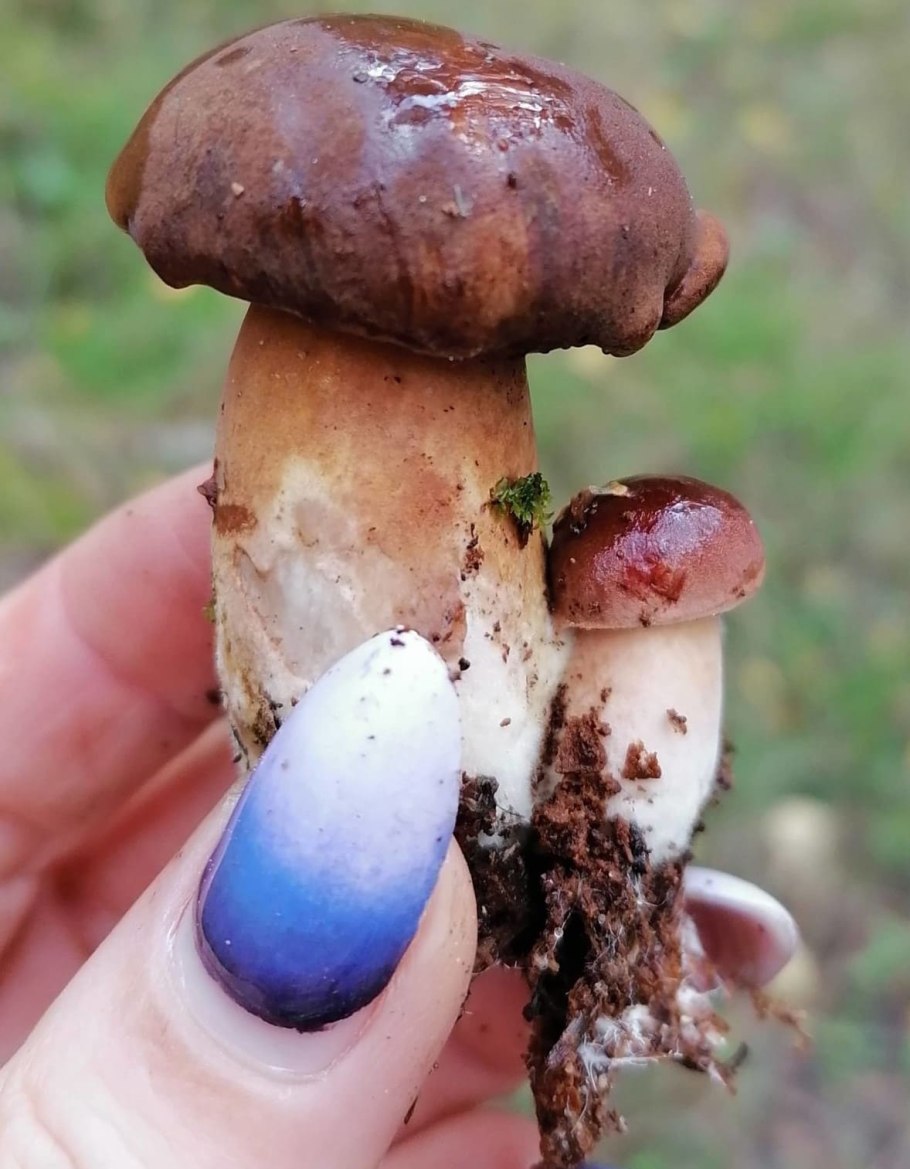 Польский гриб в ноябре