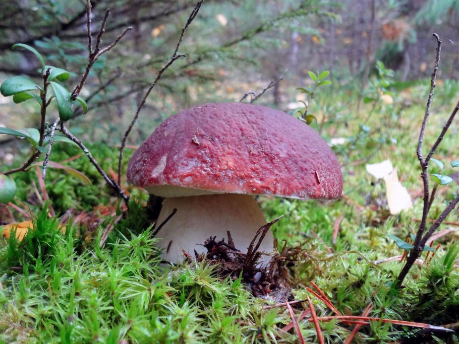 Польские белые грибы