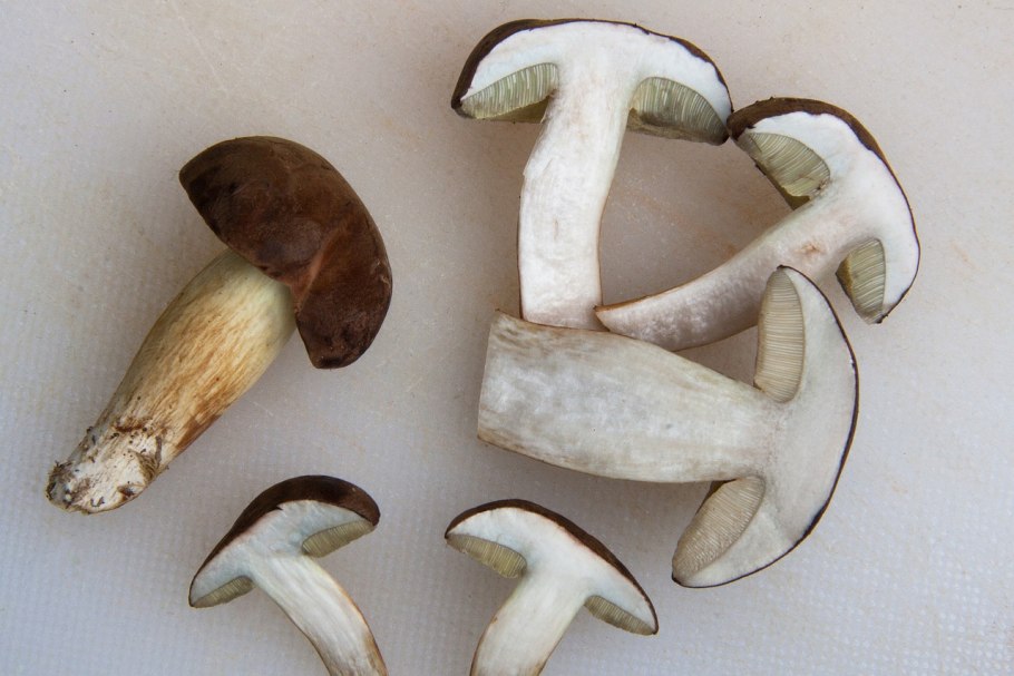 Подберёзовик синееший