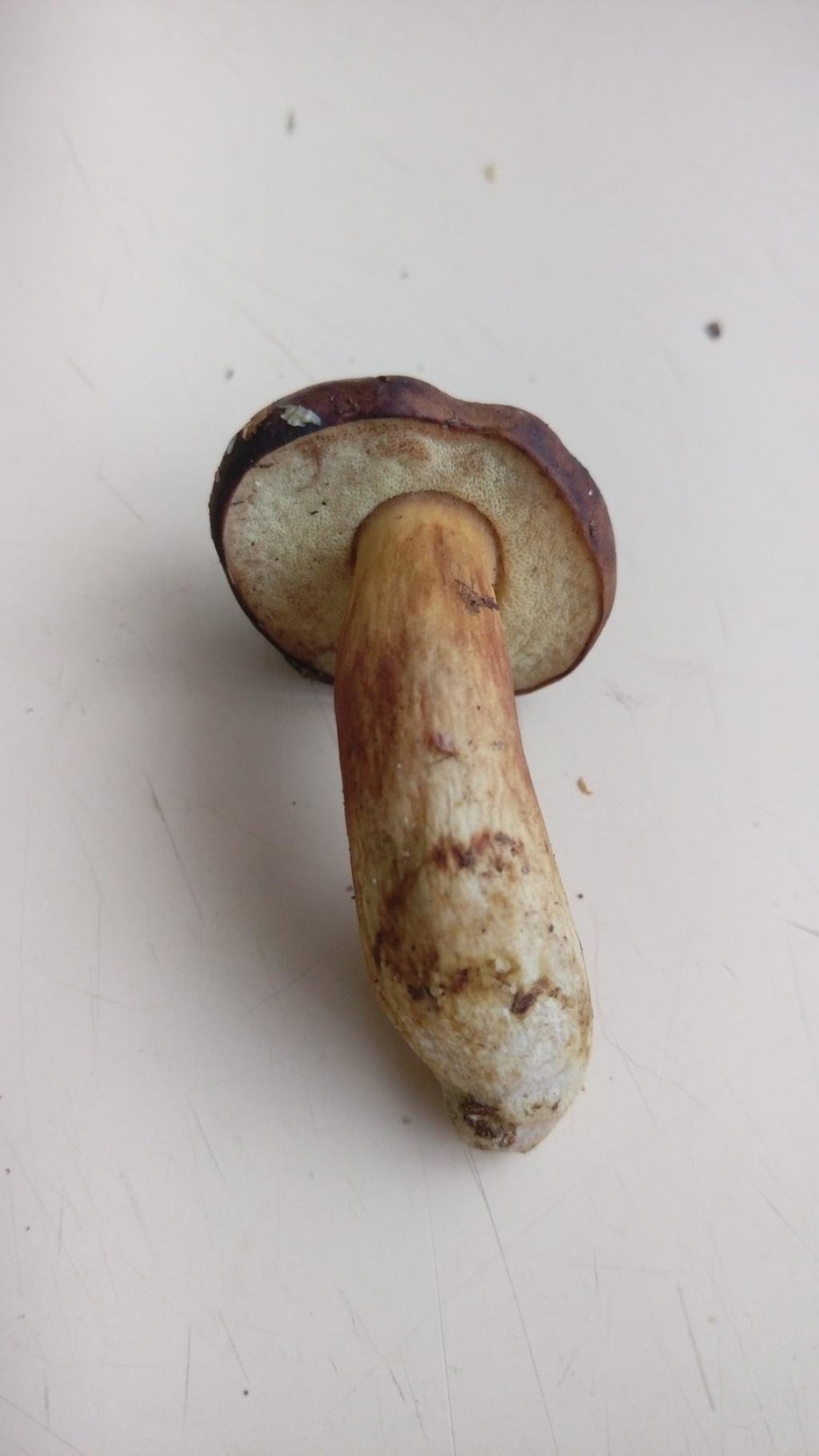 Польский белый гриб ложный