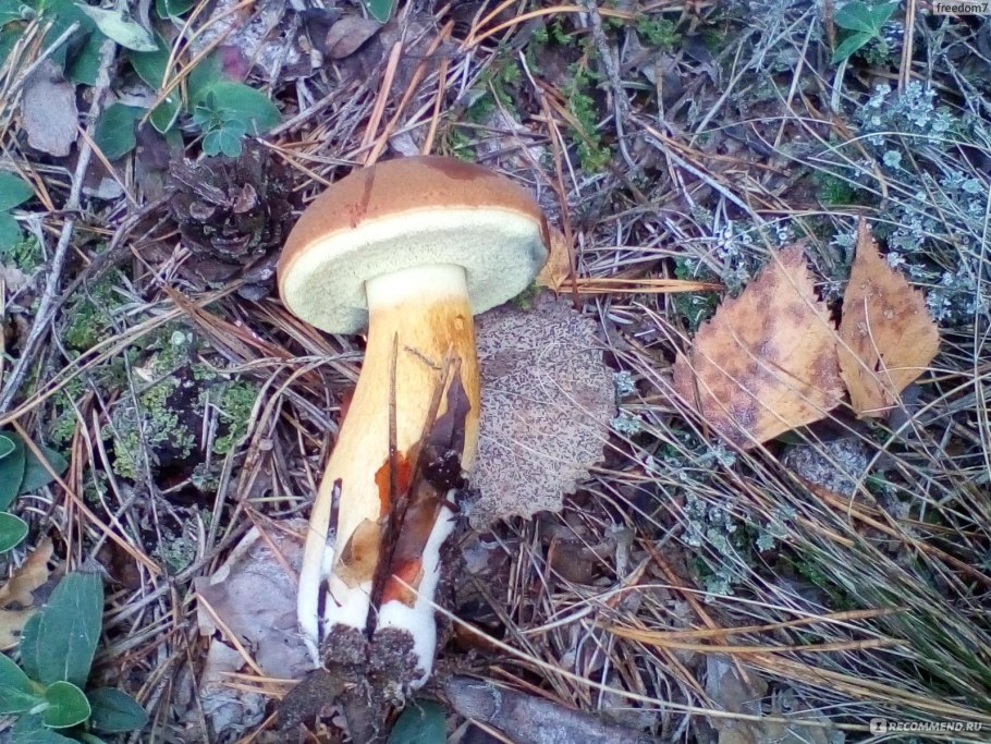 Моховик древесный