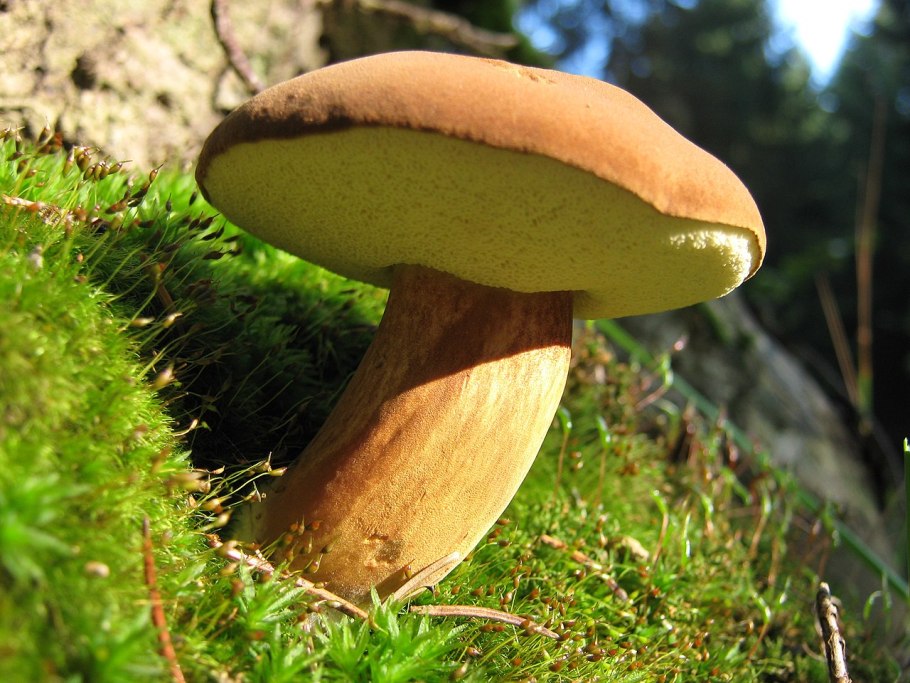 Боровик красно-желтый (Boletus rhodoxanthus)