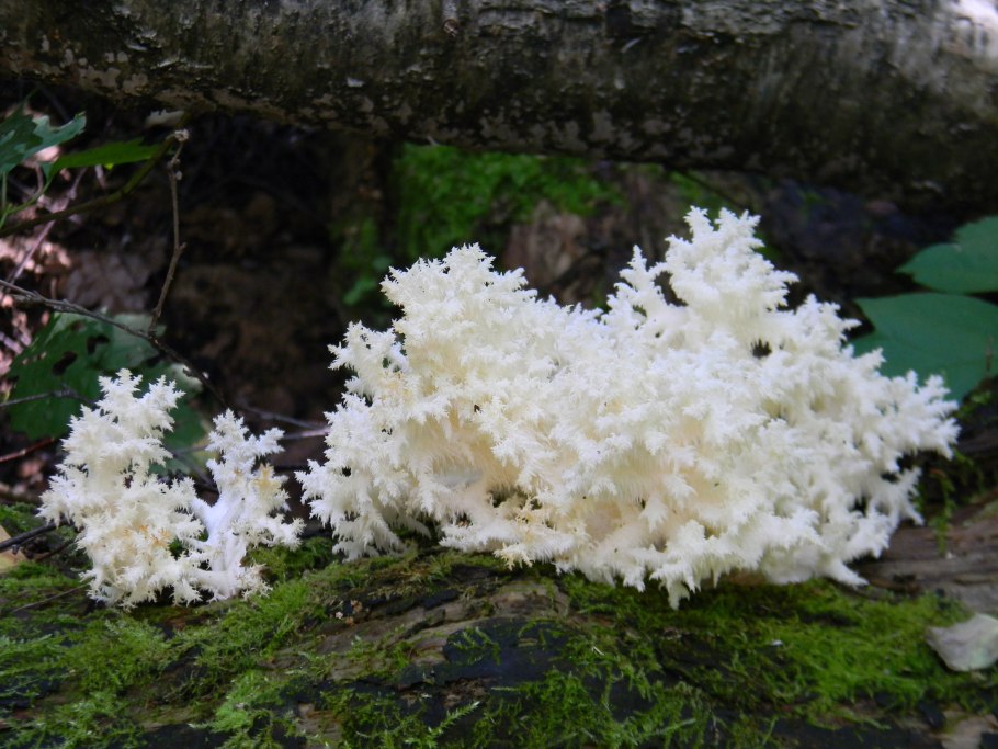 Гребешки древесные грибы