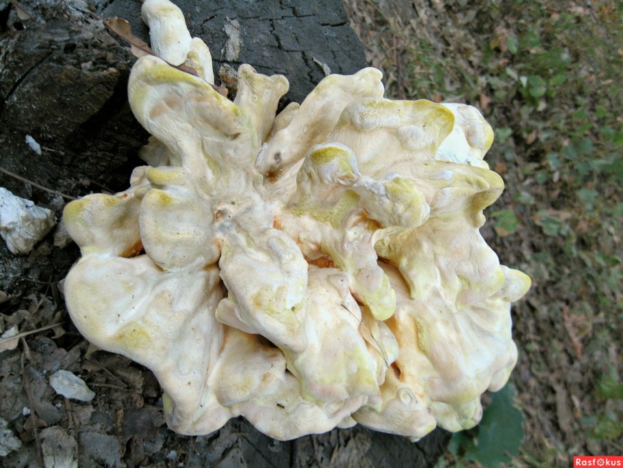 Древесные грибы белого цвета