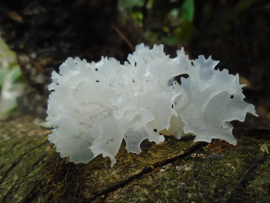 Tremella fuciformis