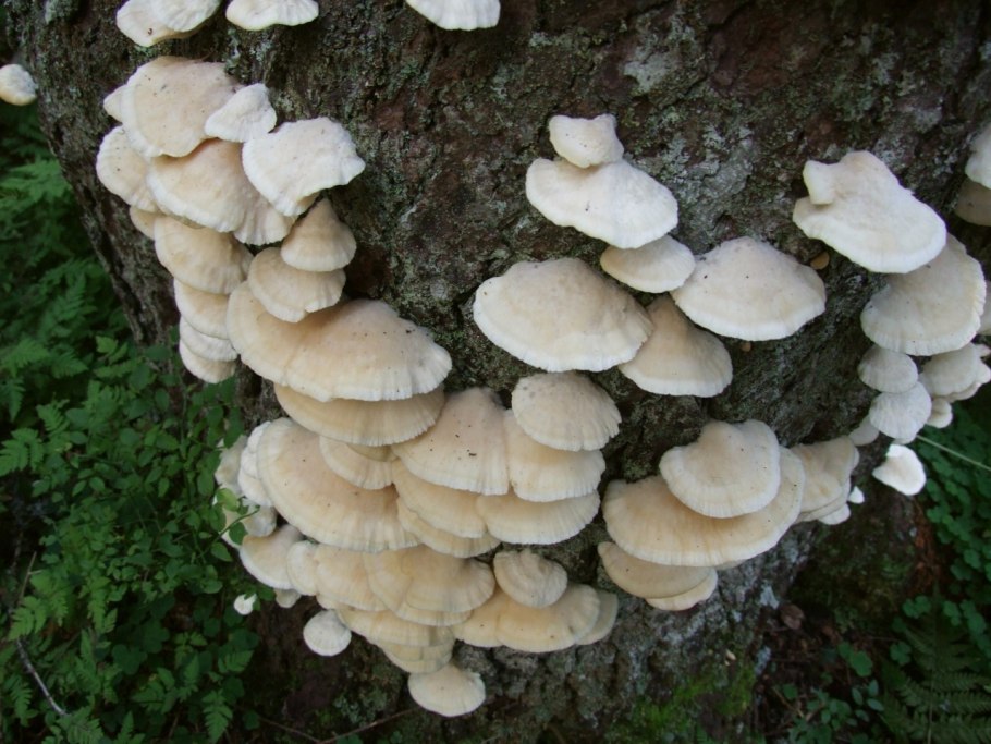 Гриб Климакоцистис