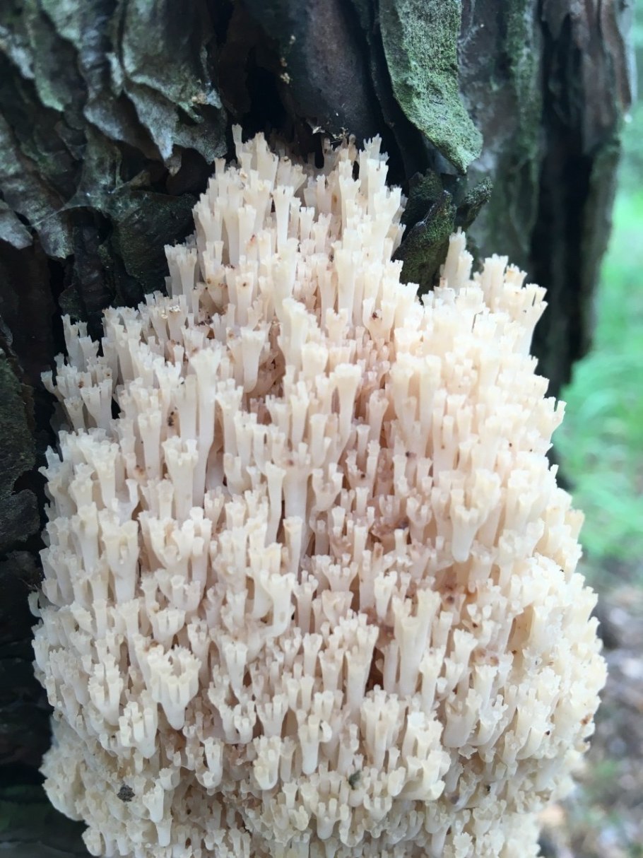 Грибы морские гребешки