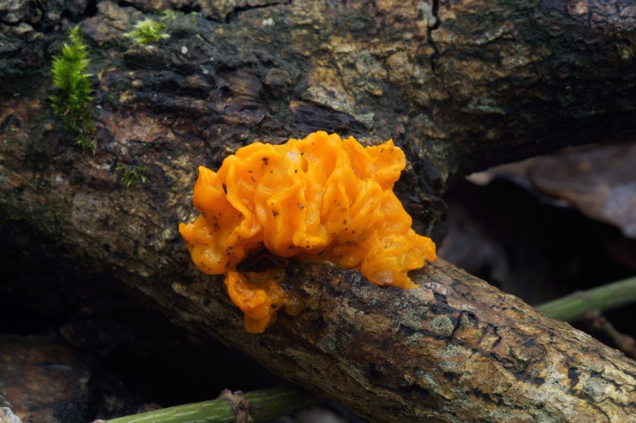 Дрожалка сморчковая