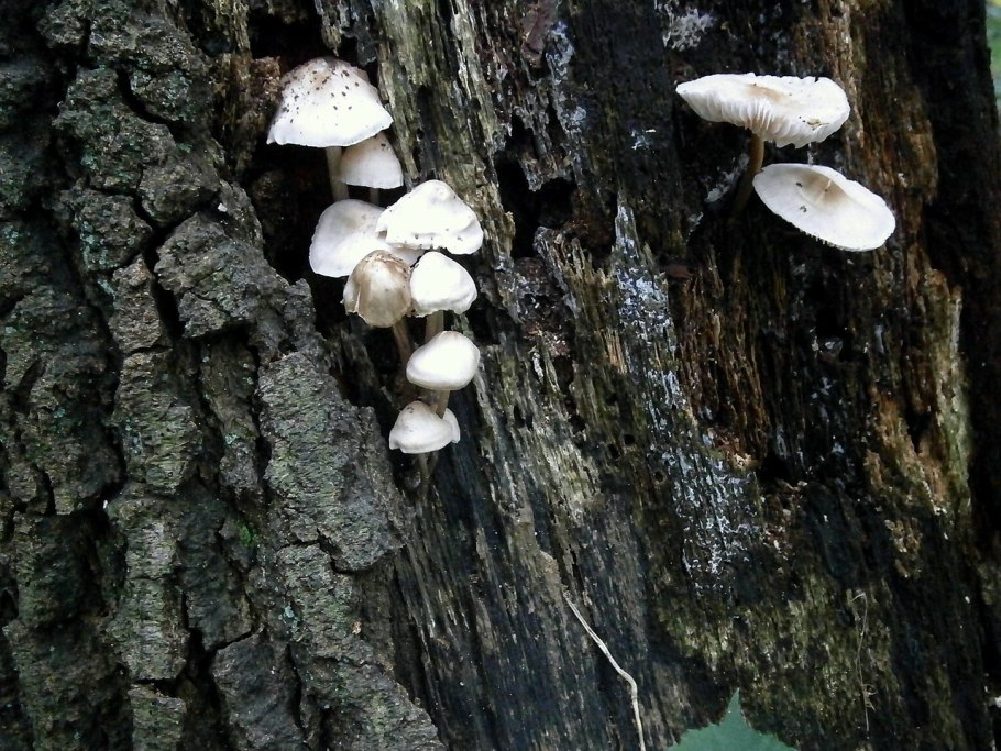 Древесные грибы белого цвета