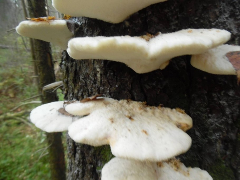 Климакоцистис Северный climacocystis Borealis