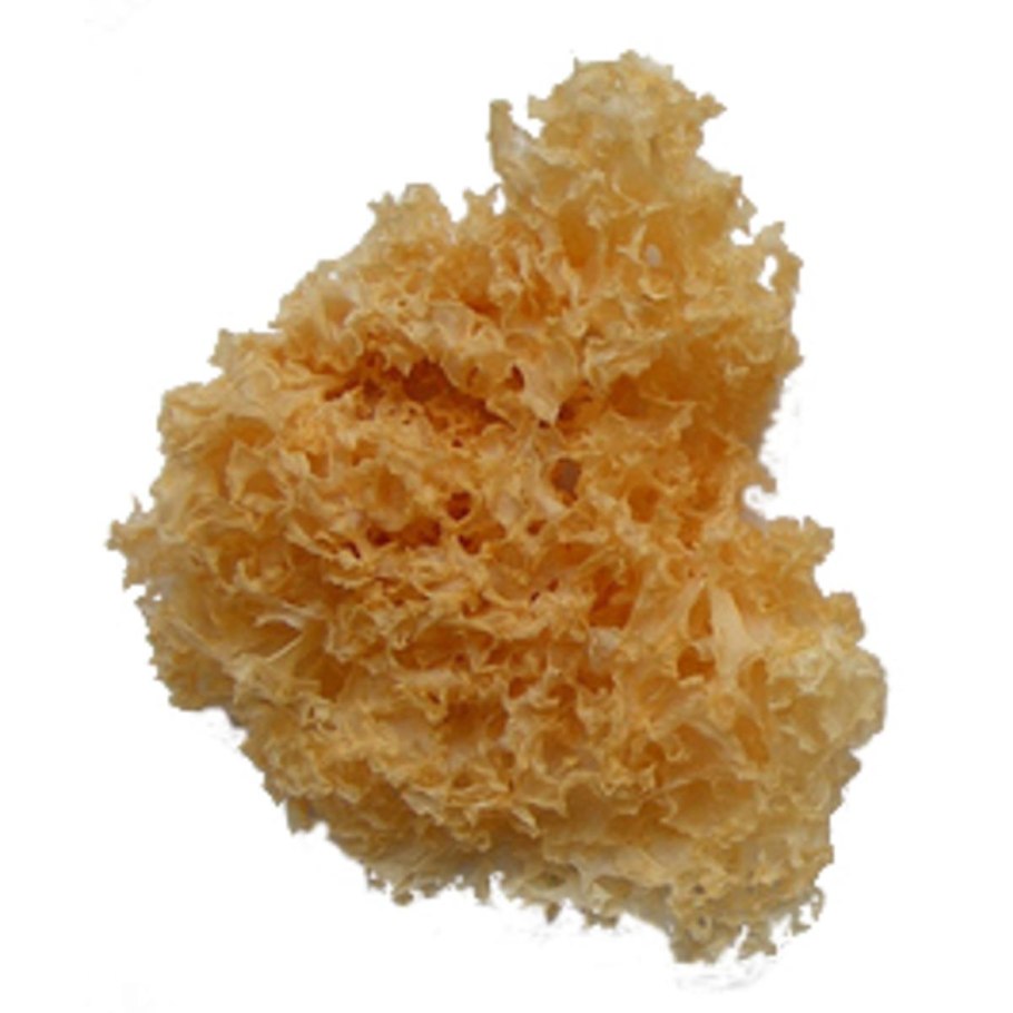 Сушеные китайские грибы муэр