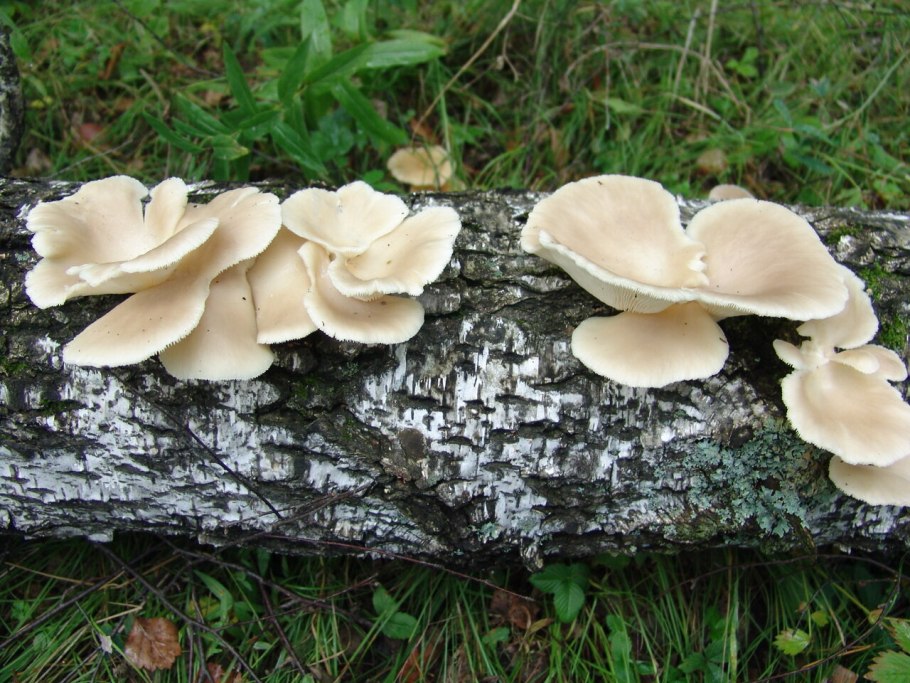 Древесные грибы Приморского края