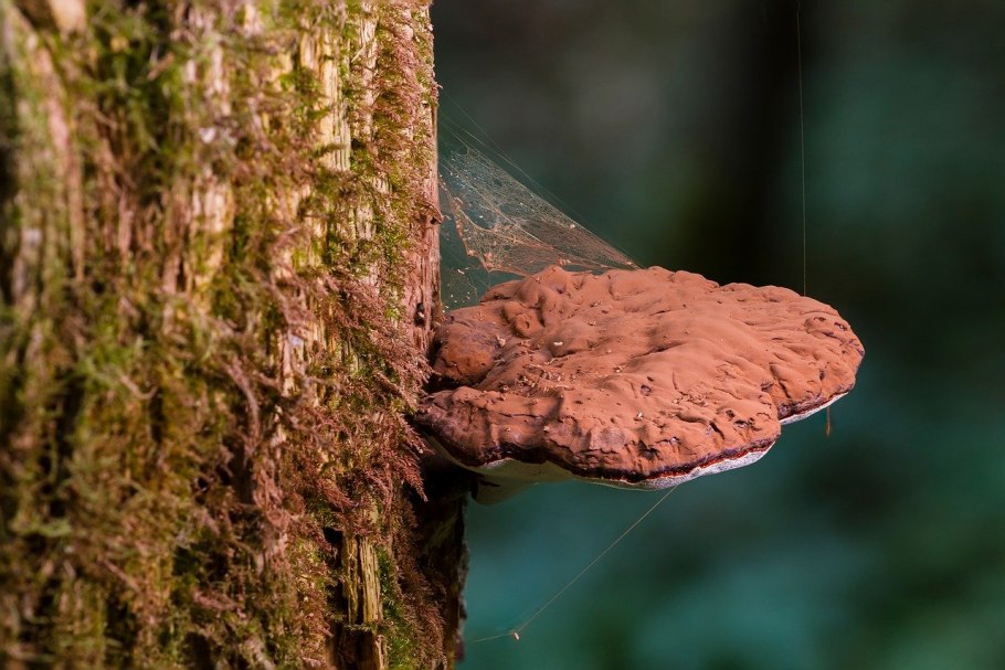 Лечебные грибы фото