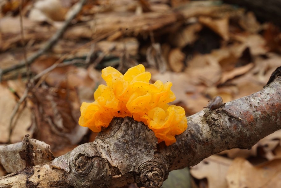 Древесные грибы Краснодарского края