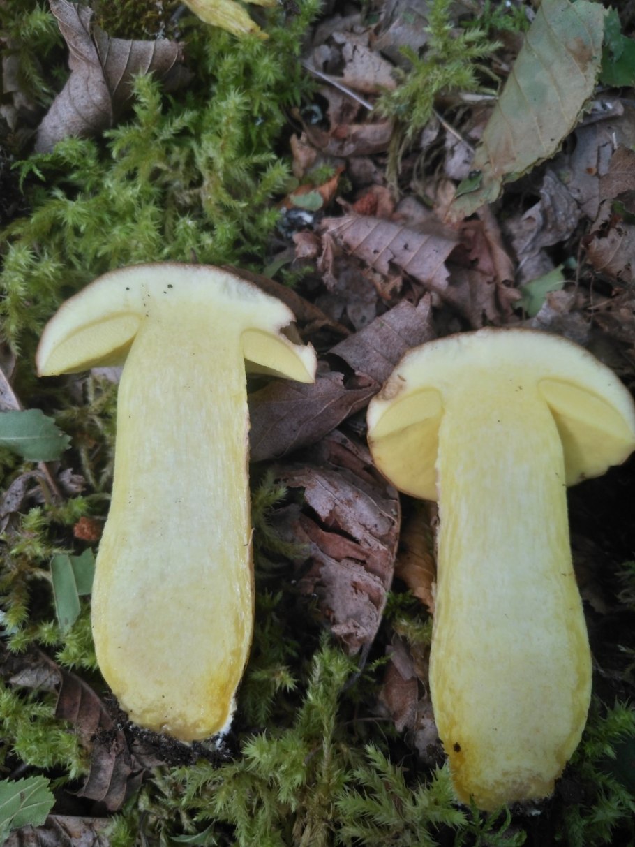 Боровик Королевский съедобный гриб