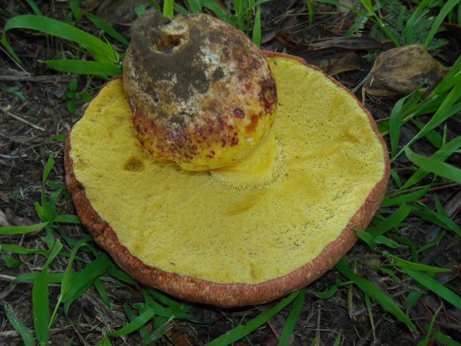 Гиродон сизоватый (подольшаник)