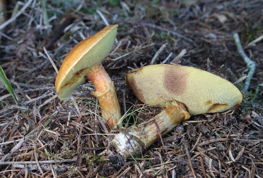 Масленок лиственничный Suillus grevillei