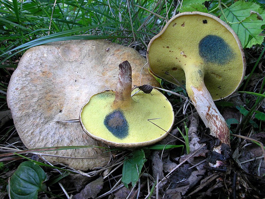 Сыроежка золотисто-жёлтая