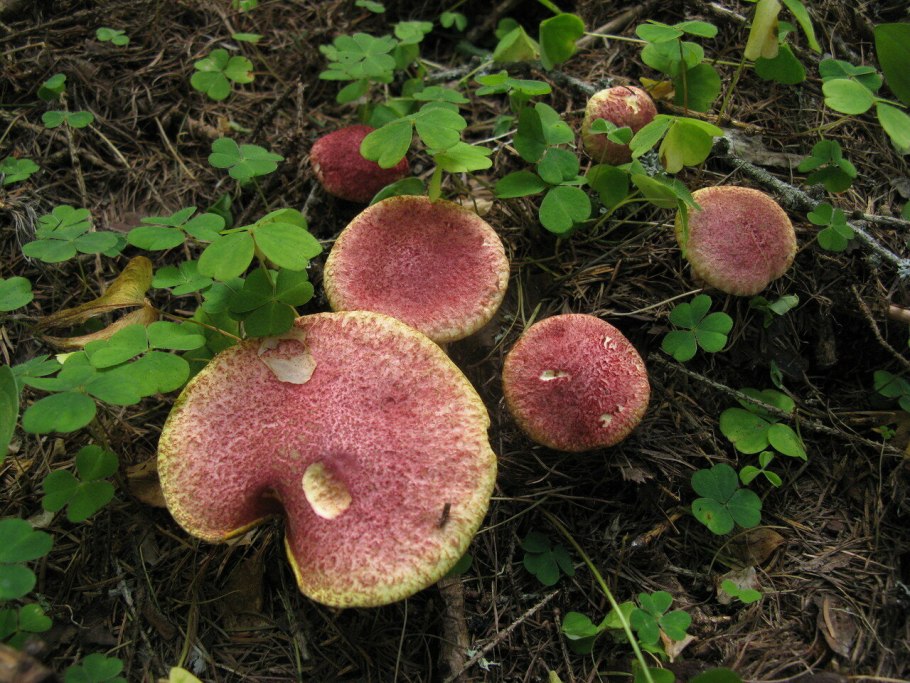 Большой желтый гриб