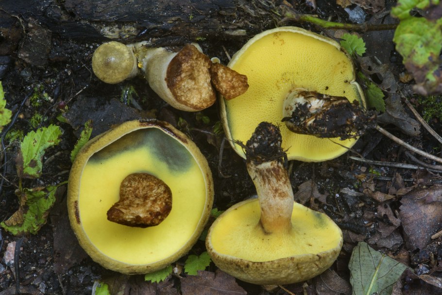 Грибы сыроежки желтые