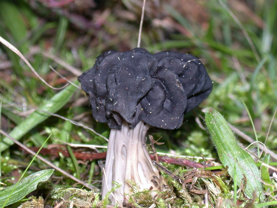 Лопастник (Helvella)