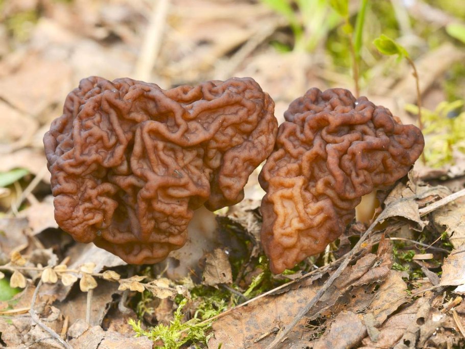 Гриб строчок обыкновенный