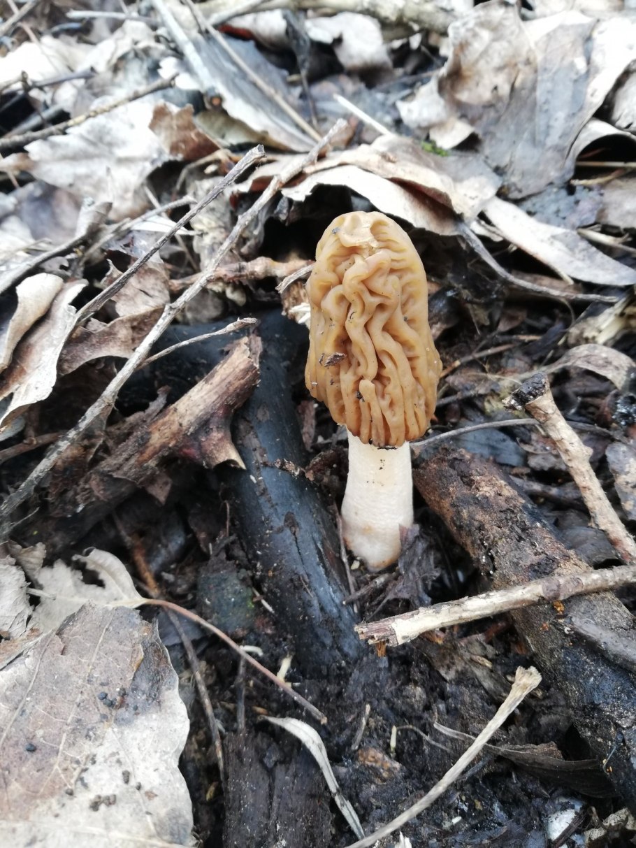 Гриб шапочка сморчковая шапочка съедобный?