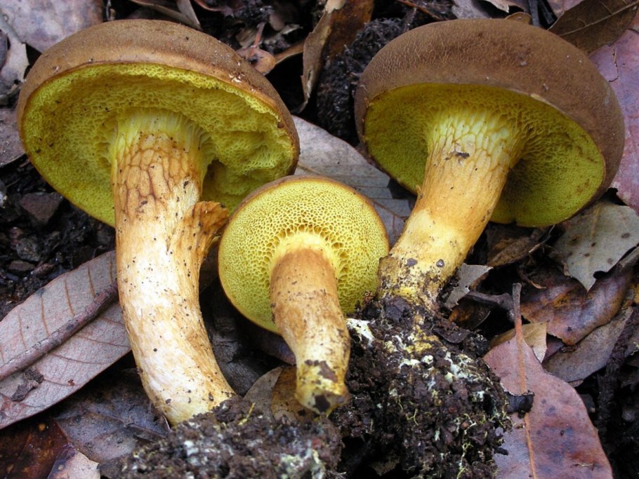 Полубелый гриб Boletus impolitus