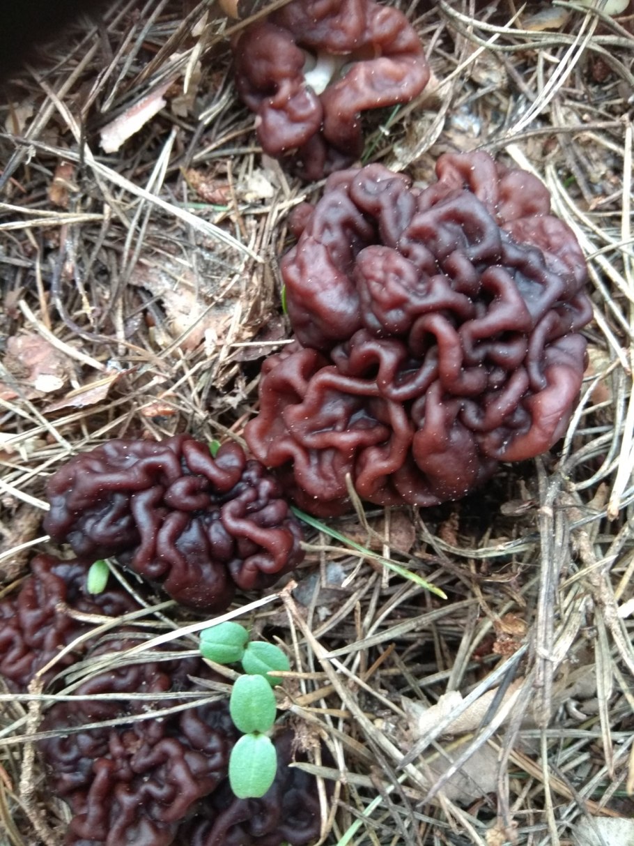 Строчок обыкновенный фото