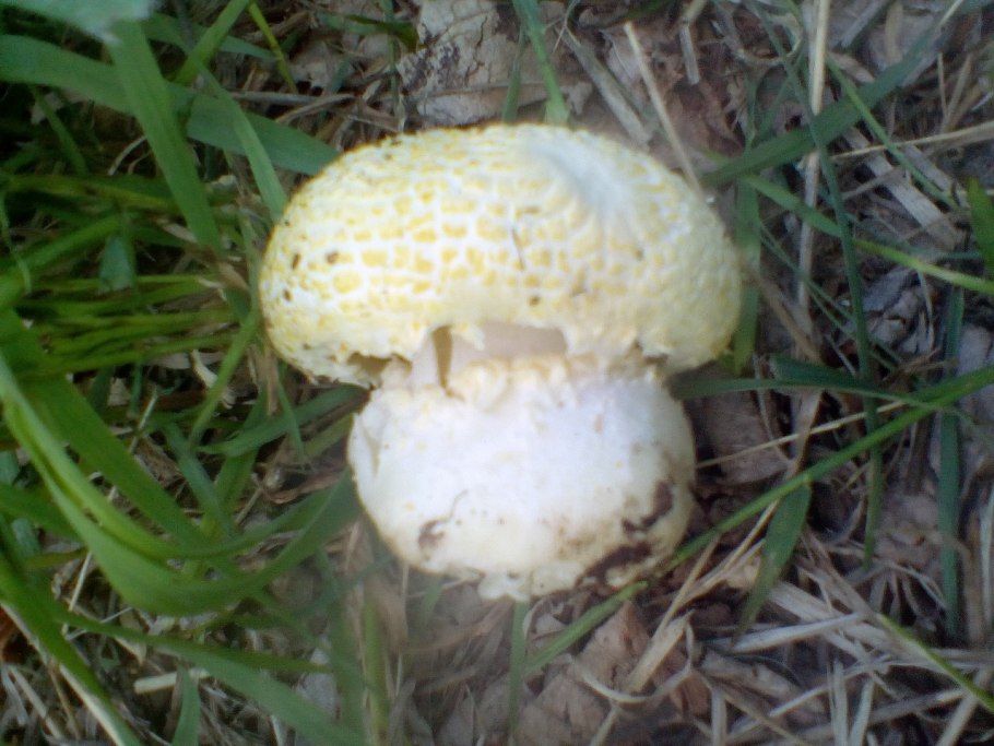 Гриб Флоккулярия Рикена