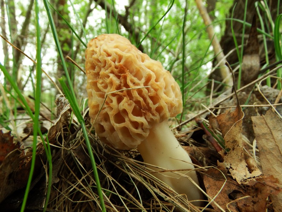 Сморчок деликатесный