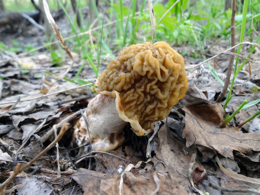 Сморчок шапочка