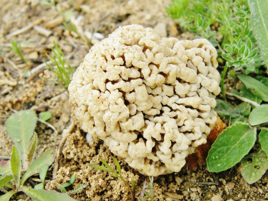 Сморчки грибы