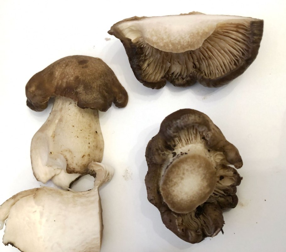 Рядовка серая землистая мышата