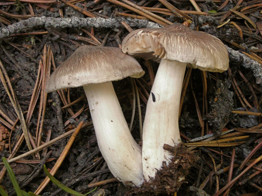 Tricholoma virgatum