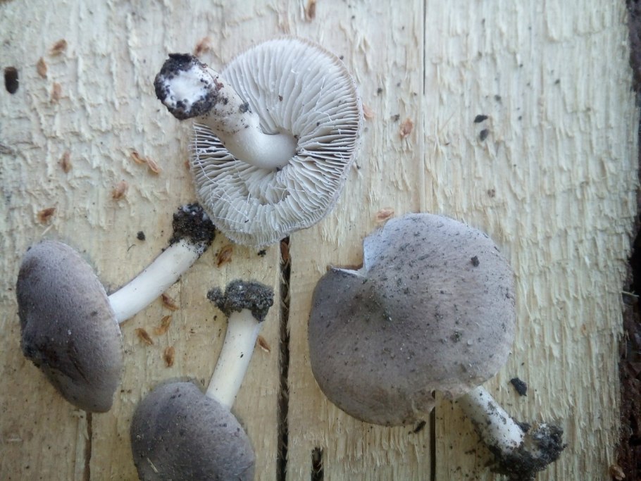 Рядовки воронковидные