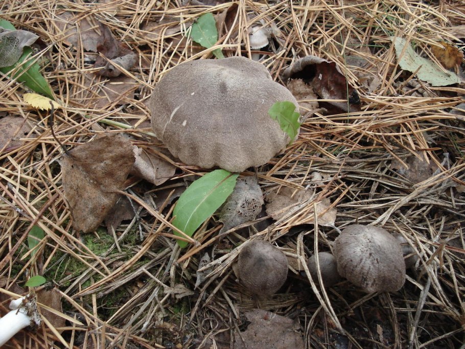 Рядовка штриховатая (Tricholoma portentosum).