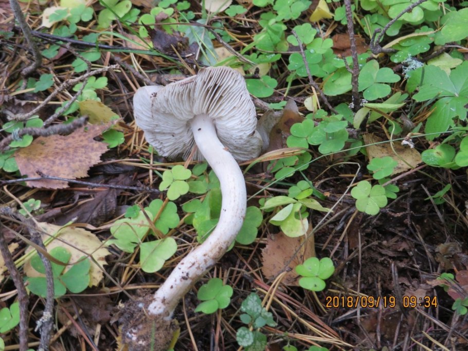 Рядовка заострённая Tricholoma virgatum
