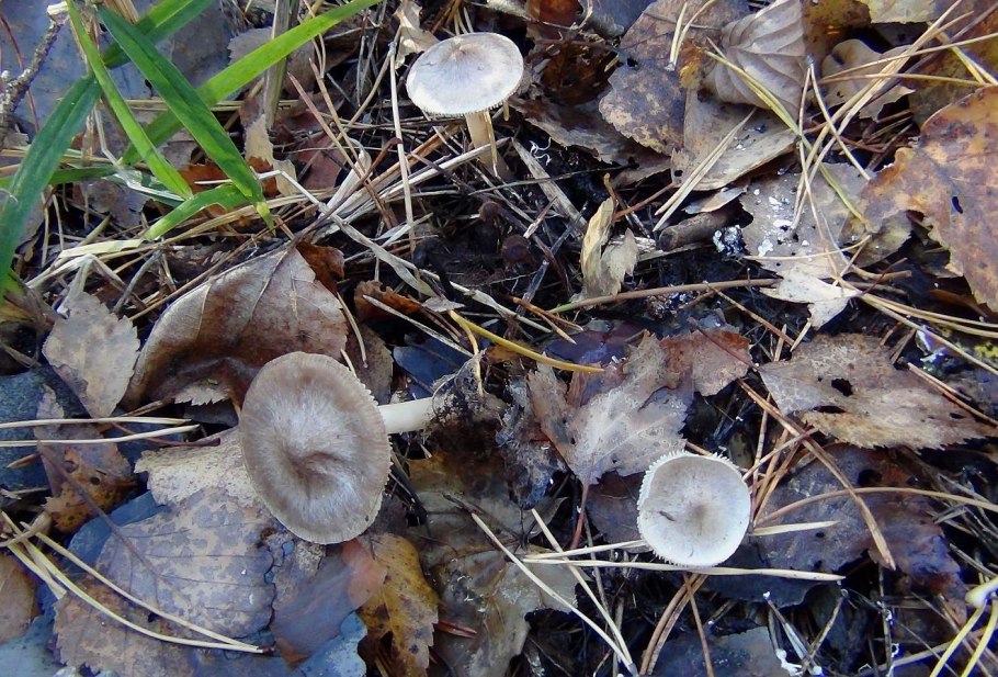 Рядовка Мышиная заостренная