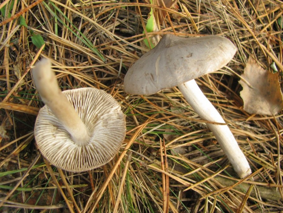 Рядовка заостренная Tricholoma virgatum.