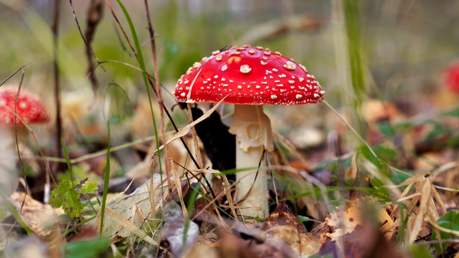 Красный мухомор