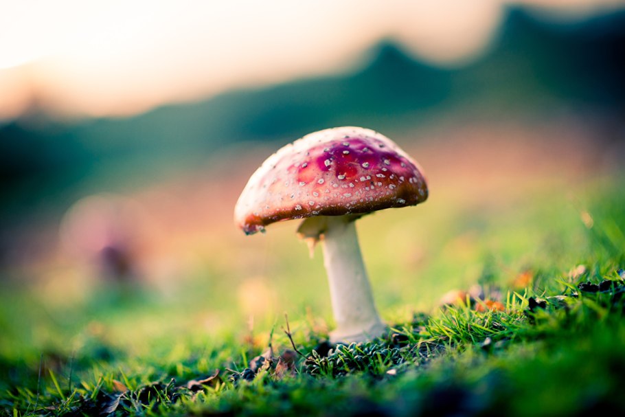 Красивые грибы